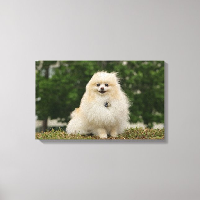 Pomerination Leinwanddruck (Vorderseite)