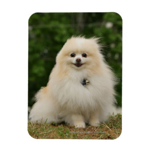Pomerination Magnet