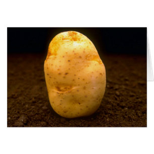 Pomme de terre sur la saleté