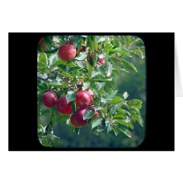 Pommes (Devant horizontal)