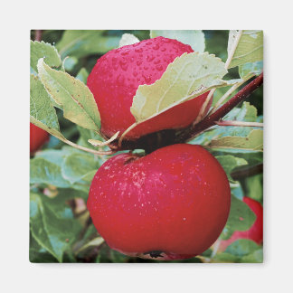 Pommes à aimants de réfrigérateur