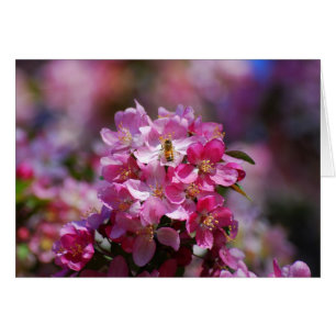 Pommes en fleurs et abeilles