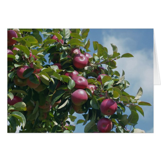 Pommes sur la carte de photographie de nature (Devant Horizontal)