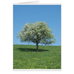 pommier