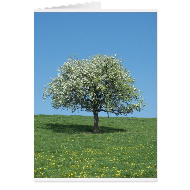 pommier (Devant)