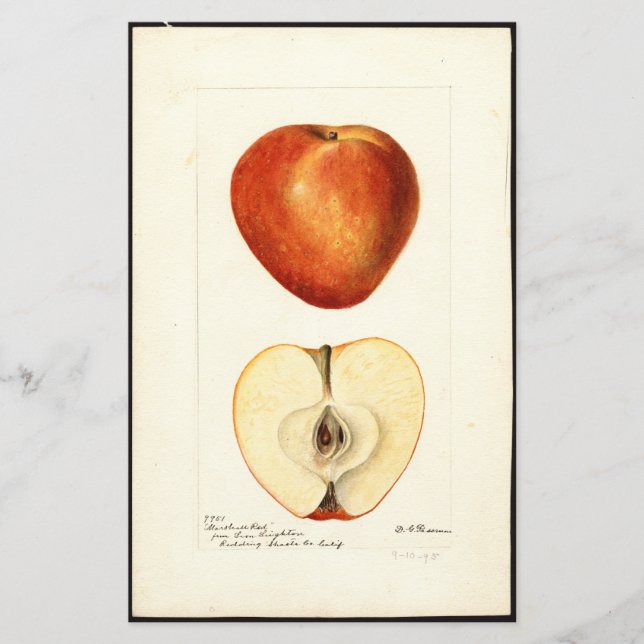 Pomological Watercolor Marshall Red Scrapbook Seit (Vorderseite)