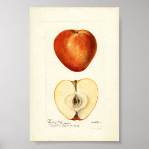 Pomologische Aquarell Marshall Red Scrapbook Seite Poster