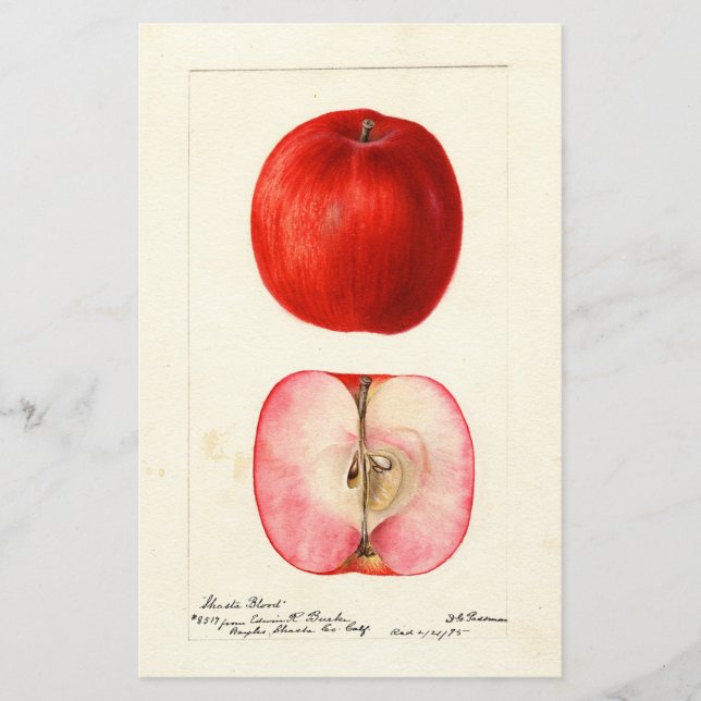 Pomologisches Aquarellfarbe (Vorderseite)