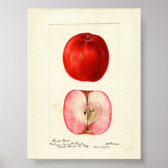 Pomologisches Aquarellfarbe Poster (Vorne)