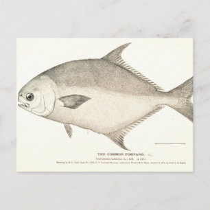 Pompano Postkarte