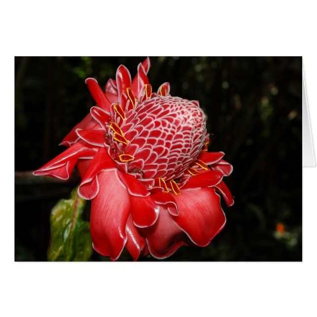 Pompier rouge Protea (Devant horizontal)