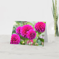 Pompom-Blume