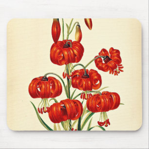 Pompone Red Lily Vintag botanisch Mousepad