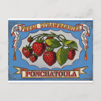 Ponchatoula, LA Strawberries Postkarte