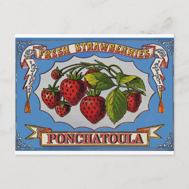 Ponchatoula, LA Strawberries Postkarte (Vorderseite)