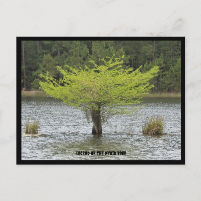 Pond Cypress Legende Postcard Postkarte (Vorderseite)