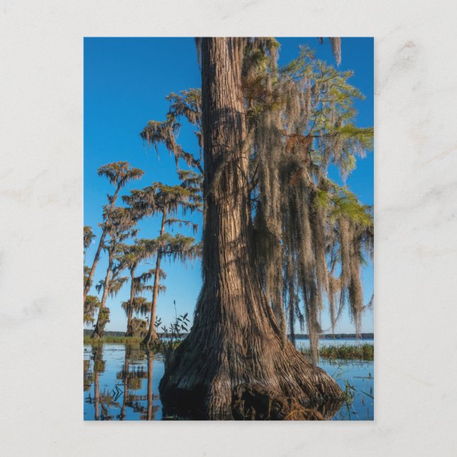 Pond Cypress Tree in einem Sumpf Postkarte (Vorderseite)