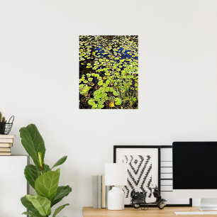 Pond Lily Pads and Reeds Fotografisch Poster