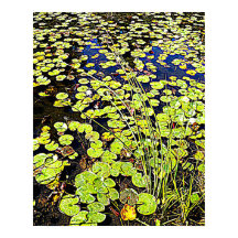 Pond Lily Pads and Reeds Fotografisch