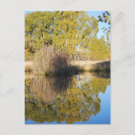 Pond Reflections Wilde Cattails Herbst Postkarte