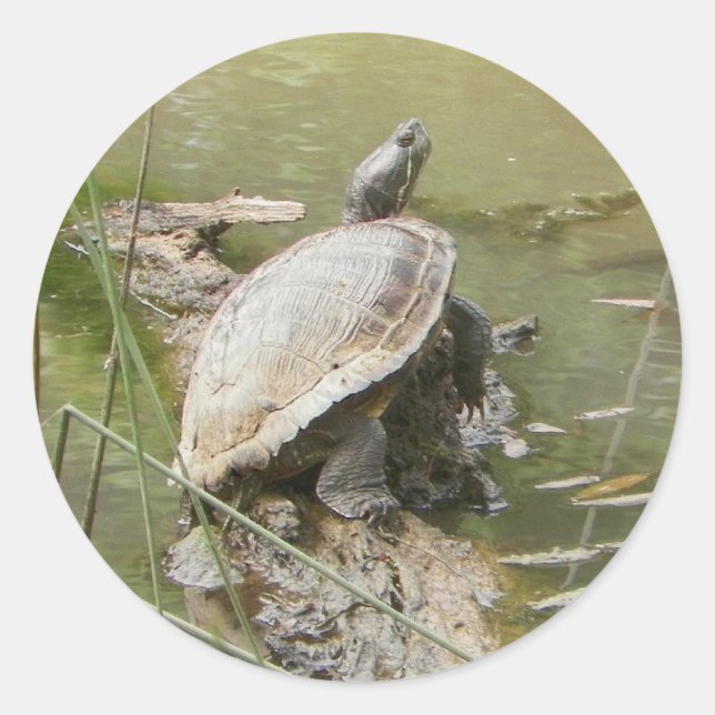 Pond Turtle Stickers (Vorderseite)