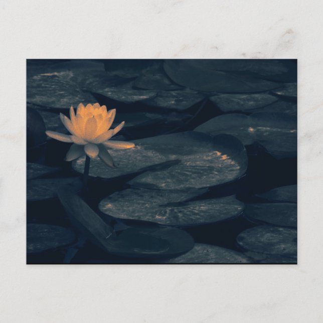 "Pondering At The Pond" - Carte Postale (Devant)