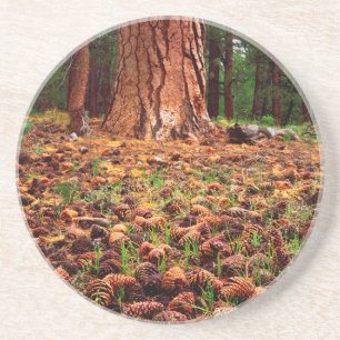 Ponderosa-Baum mit Kiefern Getränkeuntersetzer