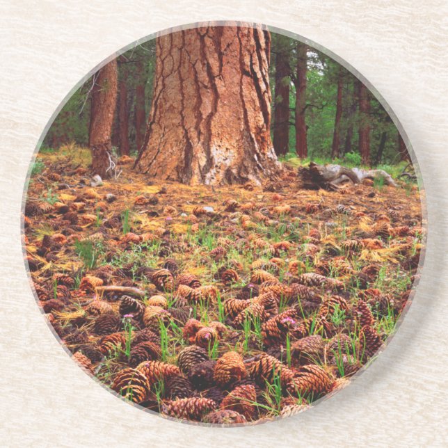 Ponderosa-Baum mit Kiefern Getränkeuntersetzer (Vorne)