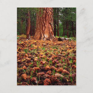 Ponderosa-Baum mit Kiefern Postkarte