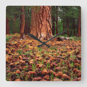 Ponderosa-Baum mit Kiefern Quadratische Wanduhr