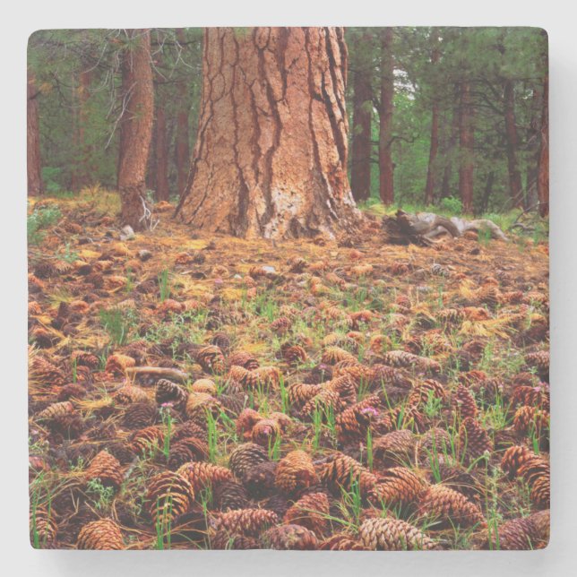 Ponderosa-Baum mit Kiefern Steinuntersetzer (Vorderseite)