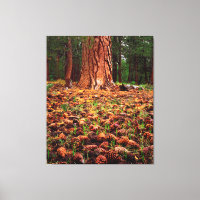 Ponderosa-Baum mit Kiefernzapfen