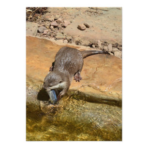 **"Pondside Fest: Ein Otter und seine Fänge"** Fotodruck
