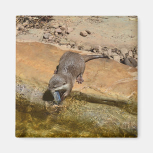 **"Pondside Fest: Ein Otter und seine Fänge"** Magnet