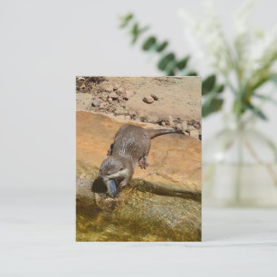 **"Pondside Fest: Ein Otter und seine Fänge"** Postkarte