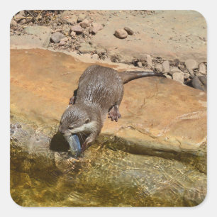 **"Pondside Fest: Ein Otter und seine Fänge"** Quadratischer Aufkleber