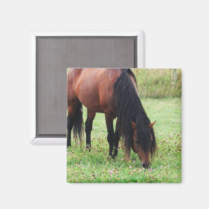 Poney de baie, Cheval, Aimant à pâturage