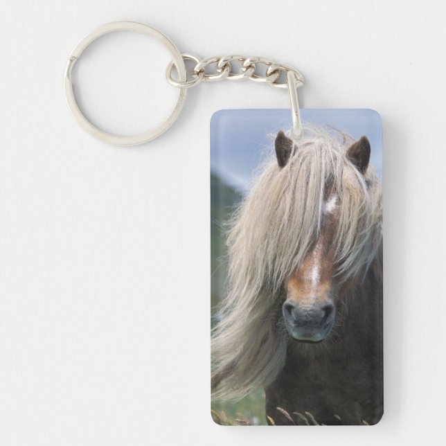 Poney du R-U, Ecosse, Îles Shetland, Shetland (Devant)