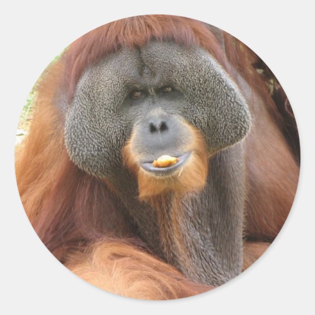 Pongo Orangutan Ape Sticker (Vorderseite)