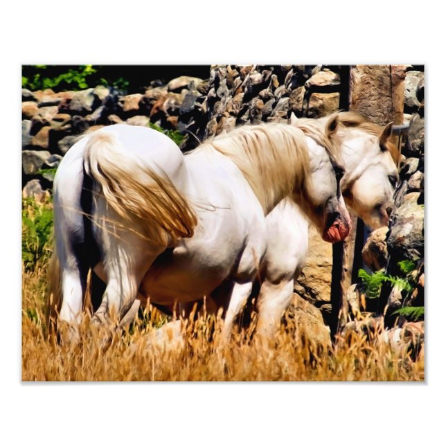 PONIES FOTODRUCK (Vorne)