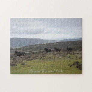 Ponies on Exmoor National Park, England