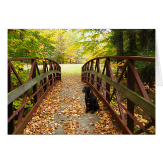 pont avec Cole