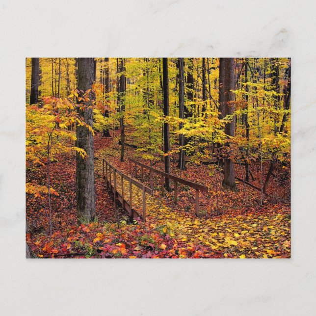 Pont d'automne, carte postale (Devant)