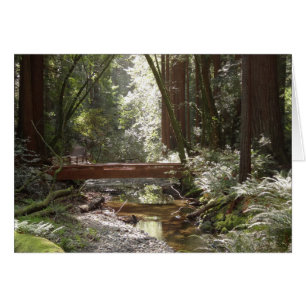 Pont Muir Woods II