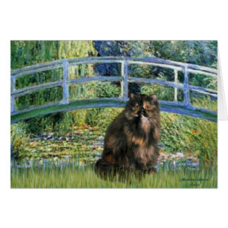 Pont - Perse Calico chat