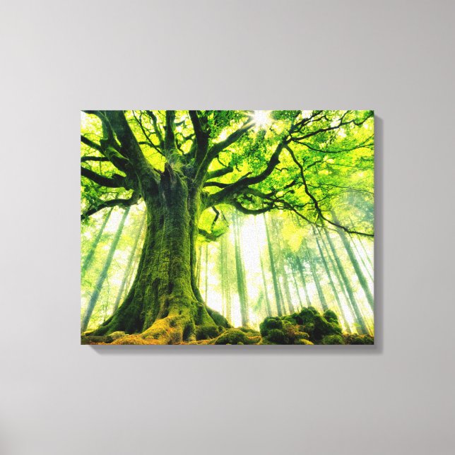 Ponthus' Beech Leinwanddruck (Vorderseite)