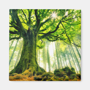 Ponthus' Beech Magnet