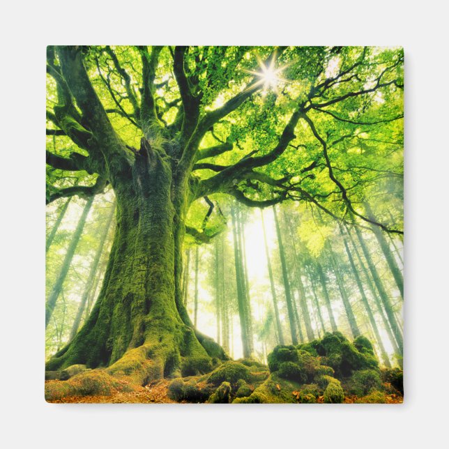 Ponthus' Beech Magnet (Vorne)