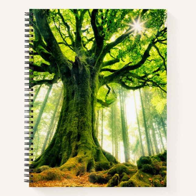 Ponthus' Beech Notizbuch (Vorderseite)