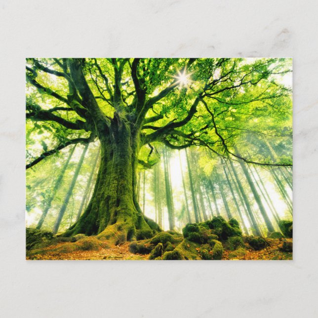 Ponthus' Beech Postkarte (Vorderseite)